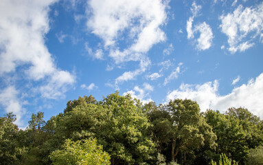 Blue bright sky of Sardinia with white clouds and trees