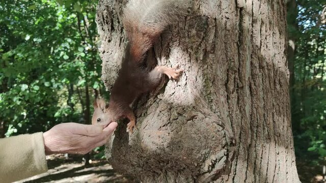 Ardilla roja o com&radic;&int;n comiendo de la mano de un hombre mayor