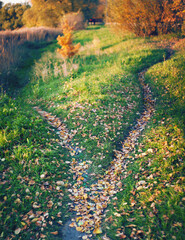 The trail splits into two paths, covered with fallen leaves, diverging in different directions....