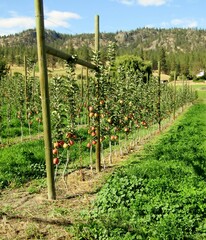 Fototapeta na wymiar Apple orchard near Summerland, Kettle Valley, British Columbia, Canada.