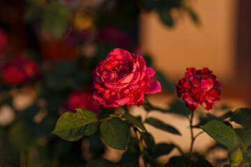 beautiful red roses in golden hour sunset lighting, in Adelaide, South Australia