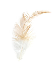 brown feathers on white background as background