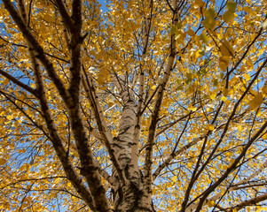 yellow birch leaves on branches against blue sky