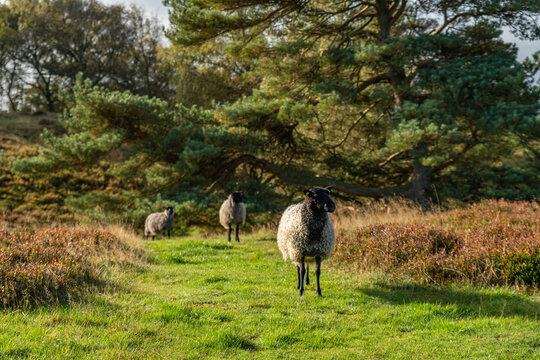 Denmark, Busbjerg, 15-10-2021- Godtlands sheep, on top of the area with a height of 92 meters.
