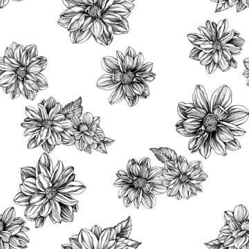 Seamless pattern with dahlia (collerette, peony-flowered dahlias). Black and white outline illustration, hand drawn work isolated on white background