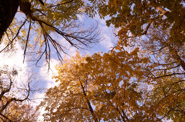 Cloudy sky in autumn park