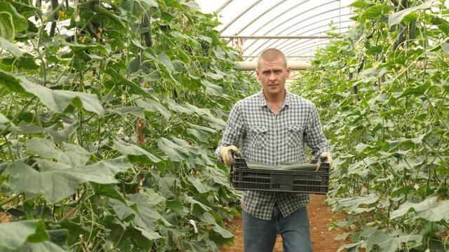 Man ushing cart with boxes full of cucumbers inside orcahrd. High quality 4k footage