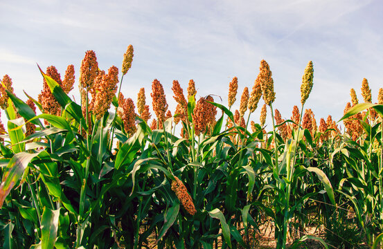 Biofuel and new boom Food, Sorghum Plantation industry. Field of Sweet Sorghum stalk and seeds. Millet field. Agriculture field of sorghum, named also Durra, Milo, or Jowari. Healthy nutrients 