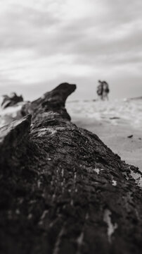 wood that came from the sea © Maryxpix