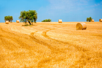 Fototapeta premium Olive trees on a beautiful landscape in the fields of Italy. Countryside gardening cultivation of olive fruits. The road to the olive trees against the blue sky. Place for text, copy space.