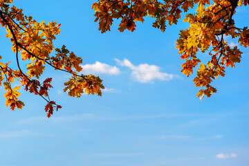 Yellow oak leaves against blue sky in autumn forest on sunny day. Border. Copy space.