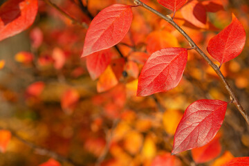 Red and orange autumn leaves fall