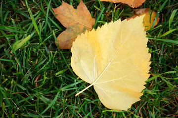 One yellow leaf on green grass