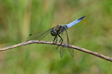 Black-tailed skimmer // Großer Blaupfeil (Orthetrum cancellatum)