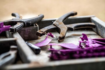 ear tagging equipment and worm drenching gun rady to treat cows and sheep in Australia in the cattle yards