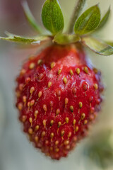 Raw fresh ripe organic nature strawberry, macro photo