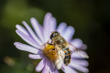 Little bee collects nectar from purple flower. Beautiful violet nature autumn blue alpine daisy flowers