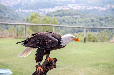 Águila alzando el vuelo