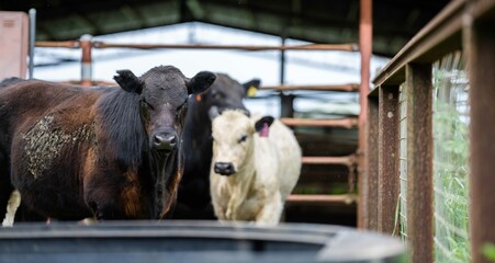 Stud Angus, wagyu, Murray grey, Dairy and beef Cows and Bulls grazing on grass and pasture in a...