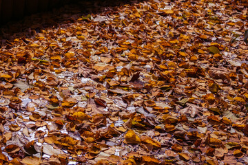 池にたくさんの落ち葉