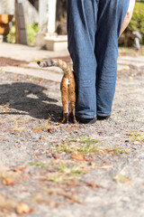 足もとの猫