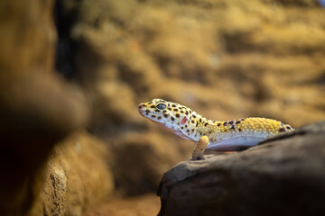 ヒョウモントカゲモドキ