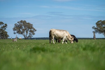 Stud Angus, wagyu, Murray grey, Dairy and beef Cows and Bulls grazing on grass and pasture in a...