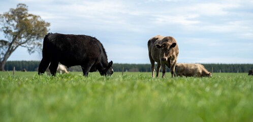 Stud Angus, wagyu, Murray grey, Dairy and beef Cows and Bulls grazing on grass and pasture in a...
