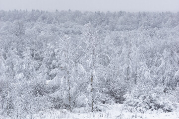 Winter landscape. Snow is falling in the forest. Snow covered trees.
