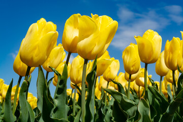 Obraz premium Nature backgound, colorful tulips flowers in blossom on farm fields in April and May and blue sky