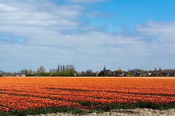 Fototapeta na wymiar Tulip bulbs production industry, colorful tulip flowers fields in blossom in Netherlands