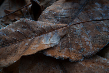 Autumn leaves were covered with ice, the first frosts.