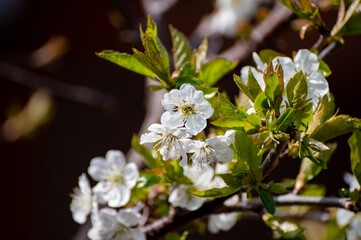 White blossom of cherry tree on dark background