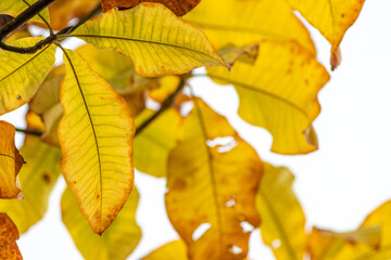 Colorful leaves in autumn and fall shine bright in the backlight and show their leaf veins in the sunlight with orange, red and yellow colors as beautiful side of nature in the indian summer season