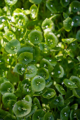 Spring blossom of Claytonia perfoliata or miner's lettuce, Indian lettuce, spring beauty, winter purslane.