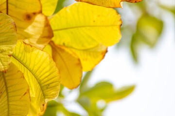 Colorful leaves in autumn and fall shine bright in the backlight and show their leaf veins in the sunlight with orange, red and yellow colors as beautiful side of nature in the indian summer season