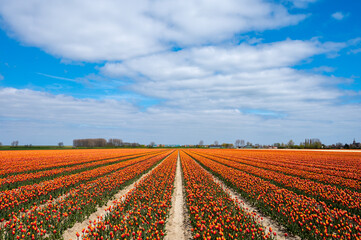 Tulip bulbs production industry, colorful tulip flowers fields in blossom in Netherlands