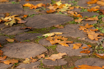 Many colorful autumn leaves on a pathway through the woods for hiking tourists in idyllic countryside with vibrant colors in september and october as seasonal indian summer time in rural woodland