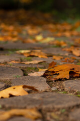 Many colorful autumn leaves on a pathway through the woods for hiking tourists in idyllic countryside with vibrant colors in september and october as seasonal indian summer time in rural woodland