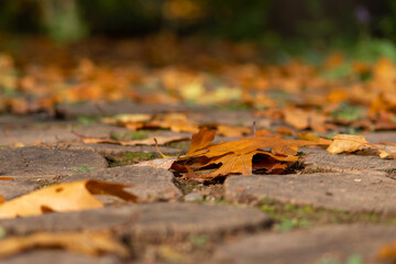 Many colorful autumn leaves on a pathway through the woods for hiking tourists in idyllic countryside with vibrant colors in september and october as seasonal indian summer time in rural woodland