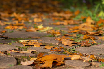 Many colorful autumn leaves on a pathway through the woods for hiking tourists in idyllic countryside with vibrant colors in september and october as seasonal indian summer time in rural woodland