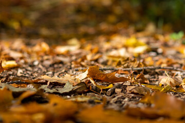 Many colorful autumn leaves on a pathway through the woods for hiking tourists in idyllic countryside with vibrant colors in september and october as seasonal indian summer time in rural woodland