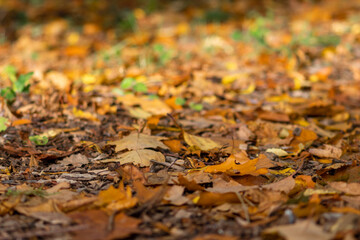 Many colorful autumn leaves on a pathway through the woods for hiking tourists in idyllic countryside with vibrant colors in september and october as seasonal indian summer time in rural woodland