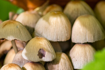 Big mushrooms in a forest found on mushrooming tour in autumn with brown foliage in backlight on the ground in mushroom season as delicious but possibly poisonous and dangerous forest fruit