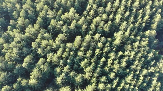 Pine forest top view. Filming from a flying unmanned aerial vehicle in motion. Natural pattern of trees.