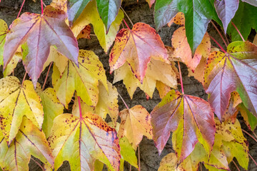 Colorful leaves in autumn and fall shine bright in the backlight and show their leaf veins in the sunlight with orange, red and yellow colors as beautiful side of nature in indian summer season