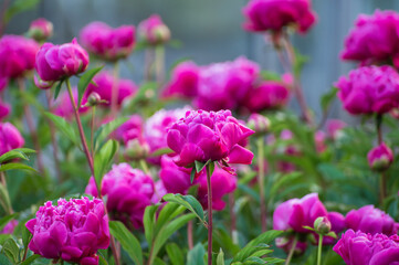 Fototapeta premium Seasonal blossoming of colorful big peony roses in garden