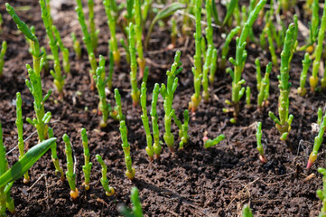 Botanical collection, edible sea succulent plant, Salicornia or sea glassworth weed, growing on salt marshes