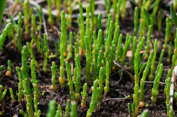 Botanical collection, edible sea succulent plant, Salicornia or sea glassworth weed, growing on salt marshes
