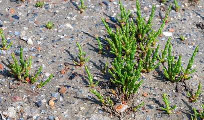 Botanical collection, edible sea succulent plant, Salicornia or sea glassworth weed, growing on salt marshes